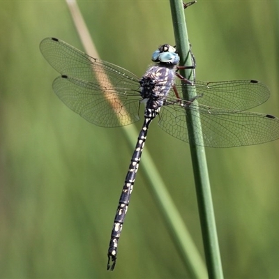 Austroaeschna parvistigma