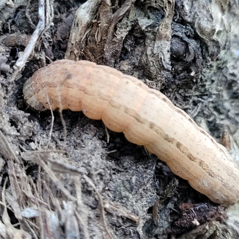 Hadeninae sp. (subfamily)