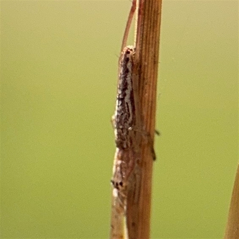 Tetragnatha demissa