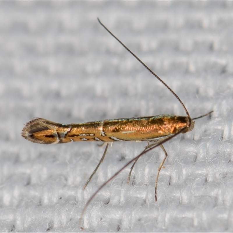 Gracillariidae undescribed species