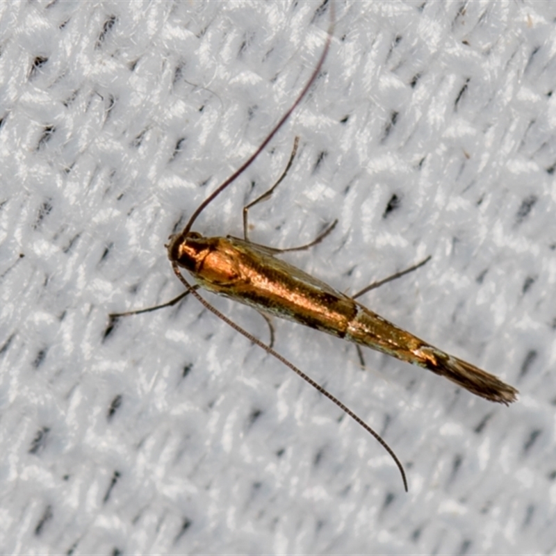 Gracillariidae undescribed species