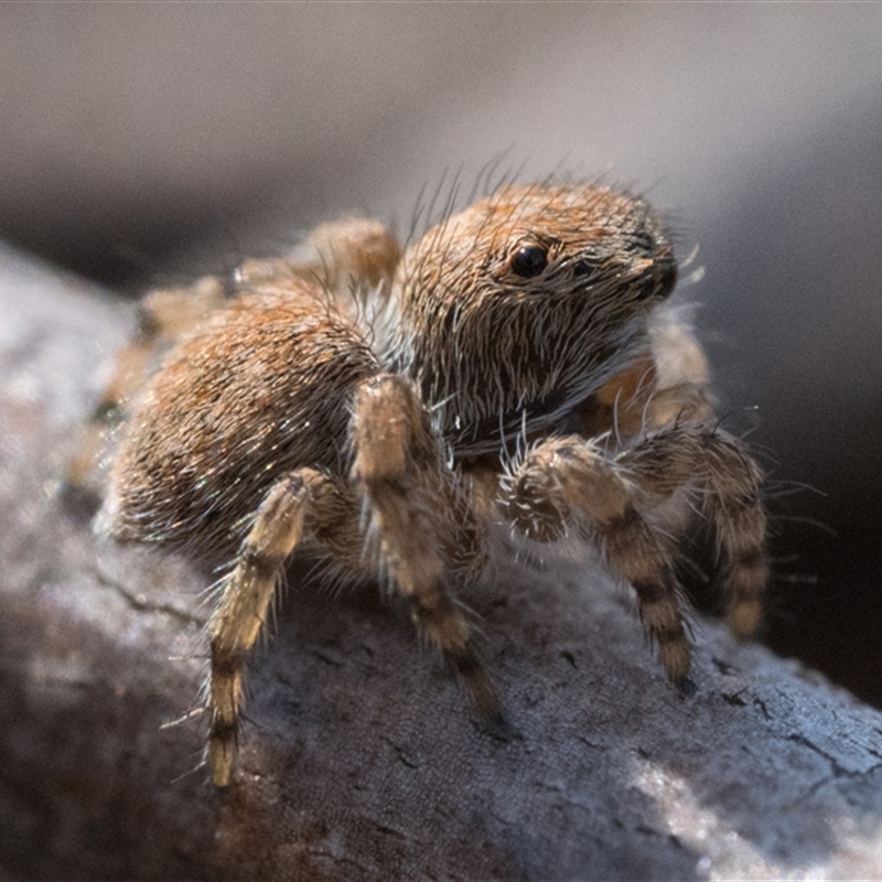 Euophryinae sp. (Rockhopper) undescribed