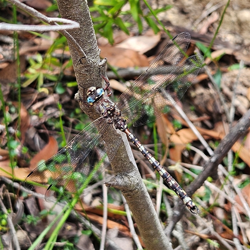 Austroaeschna subapicalis