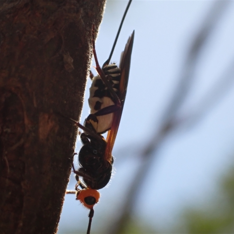 Chaoilta sp. (genus)