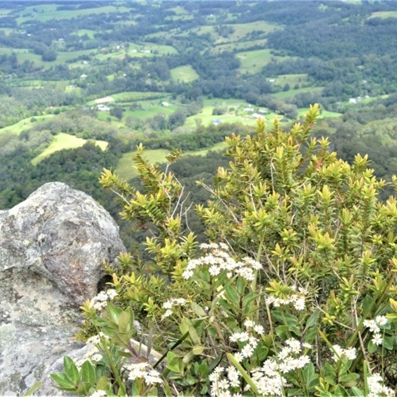 Olearia elliptica