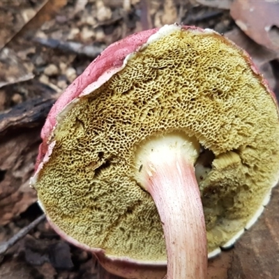 Boletellus sp. (genus)