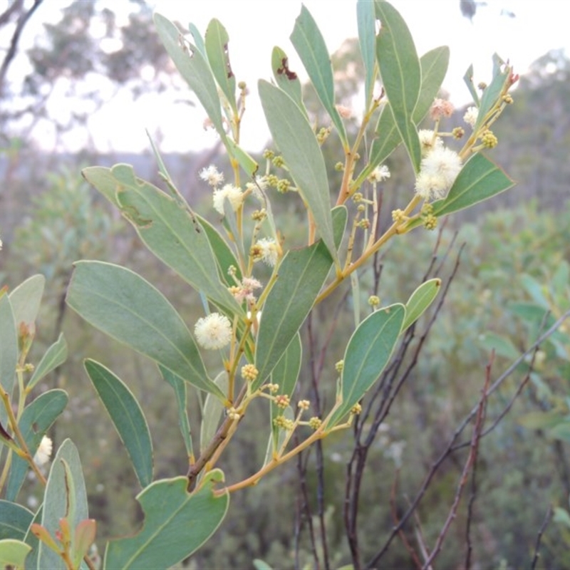 Acacia penninervis var. penninervis