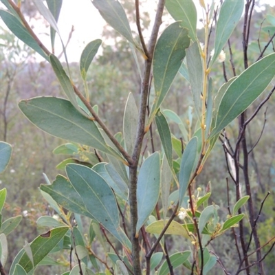 Acacia penninervis var. penninervis