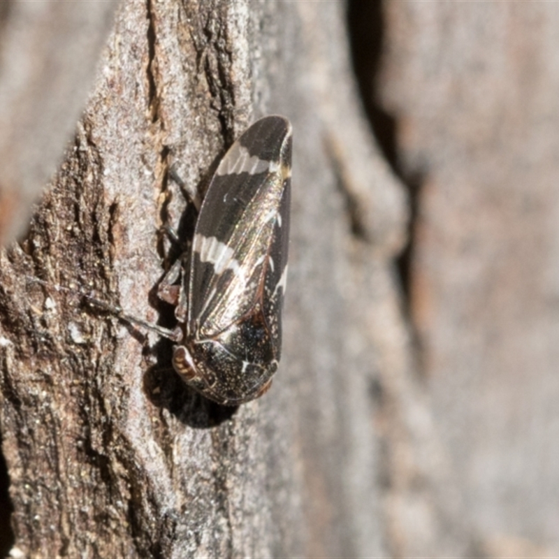 Eurypella tasmaniensis