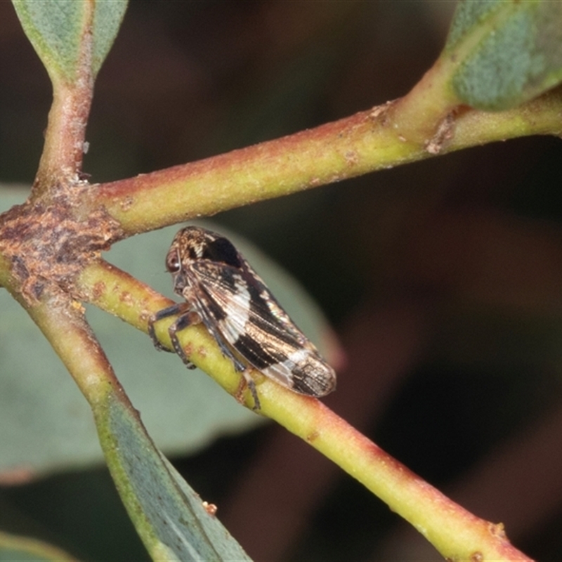 Eurypella tasmaniensis