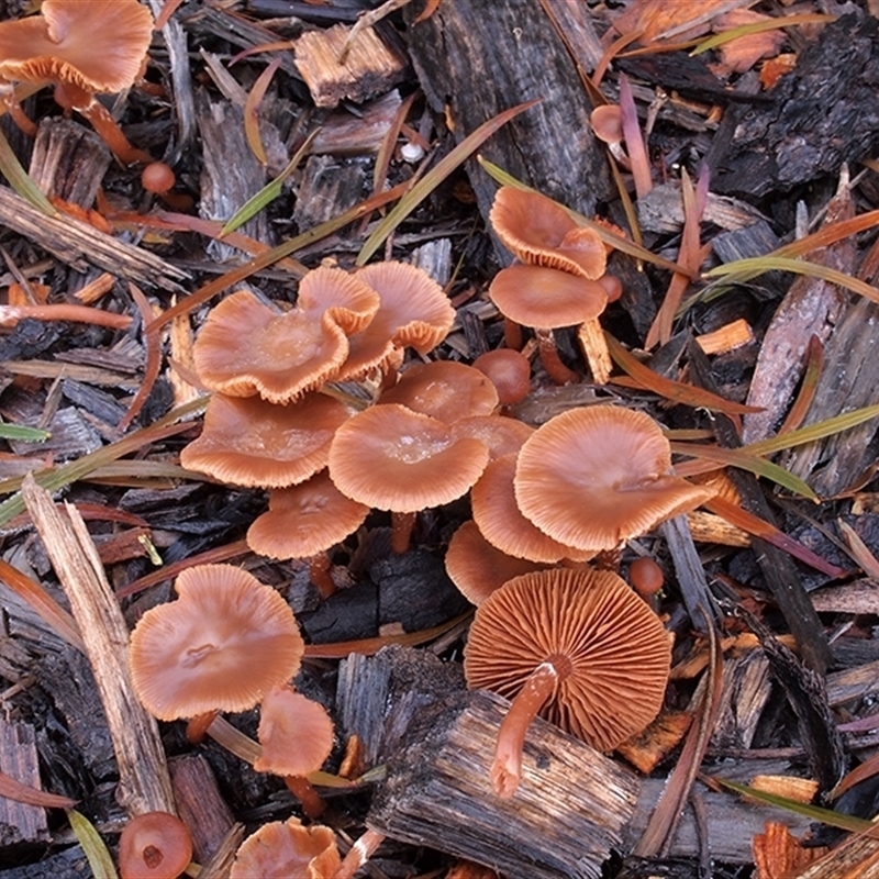 Tubaria serrulata