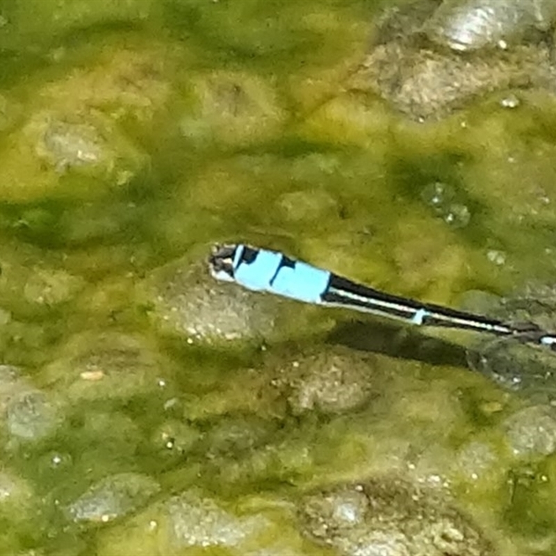 Austroagrion watsoni