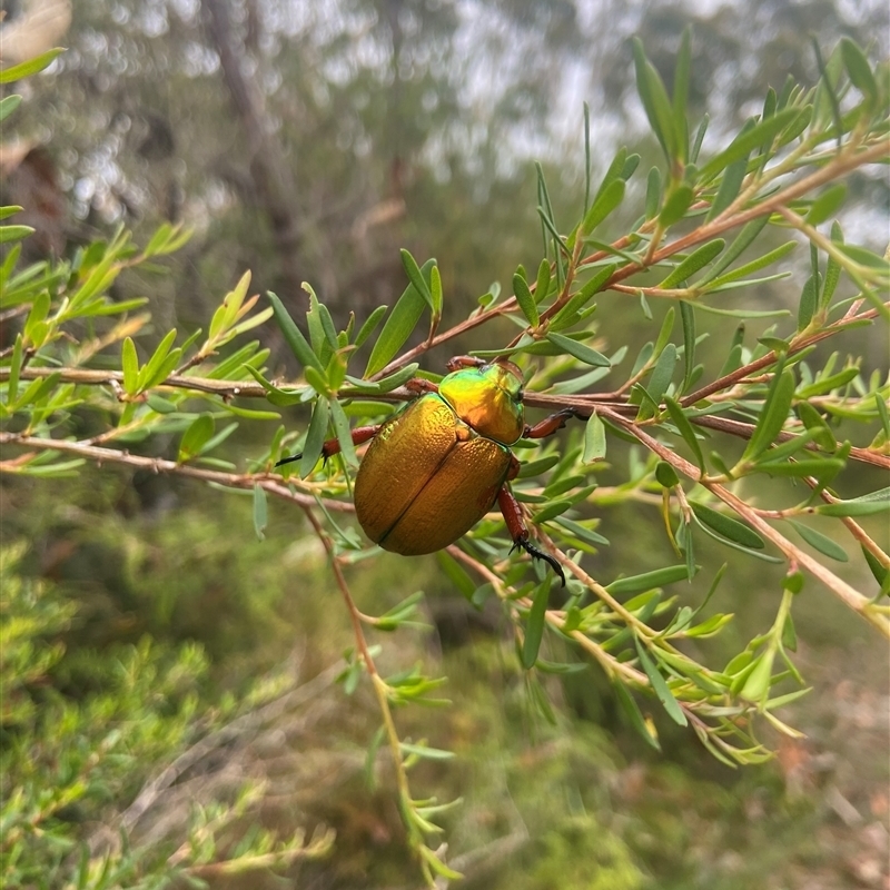 Anoplognathus viridiaeneus