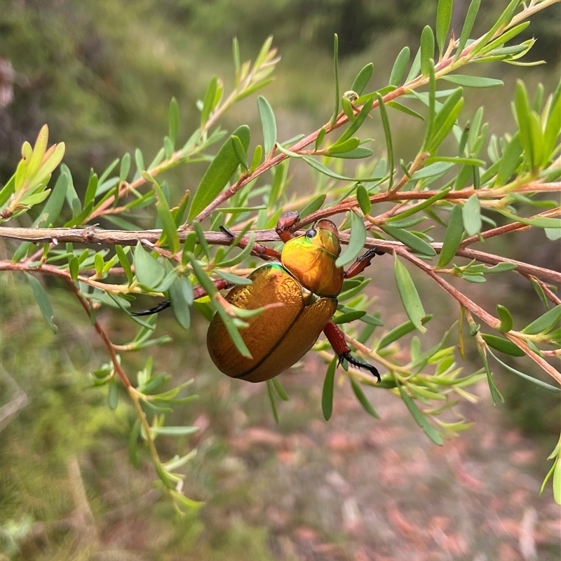 Anoplognathus viridiaeneus