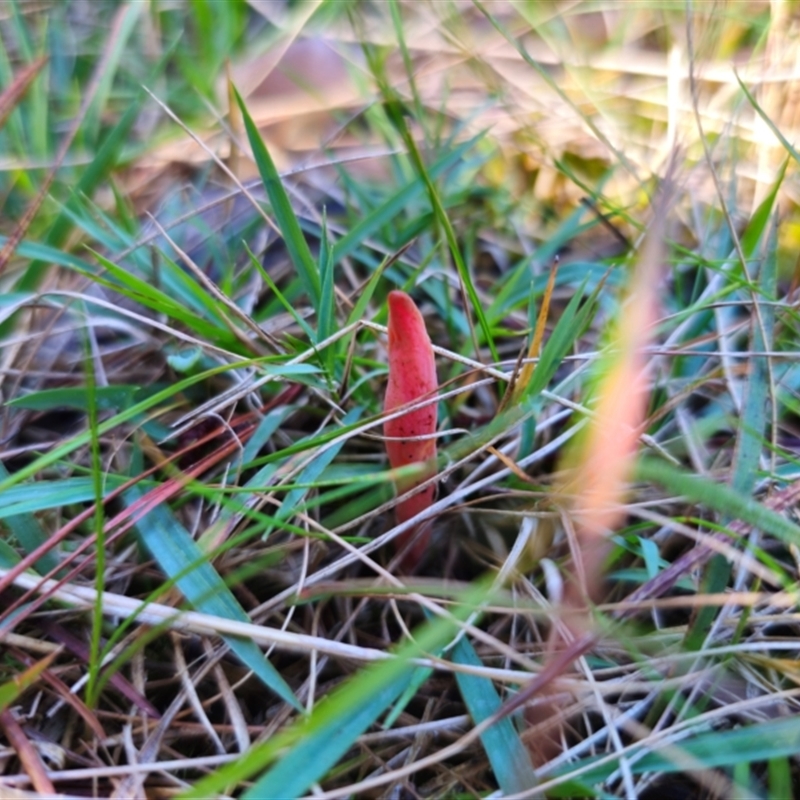 Clavulinopsis corallinorosacea