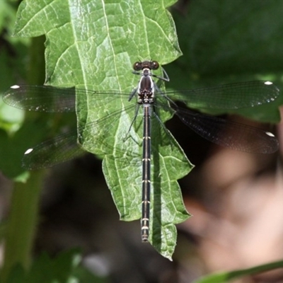 Austroargiolestes calcaris