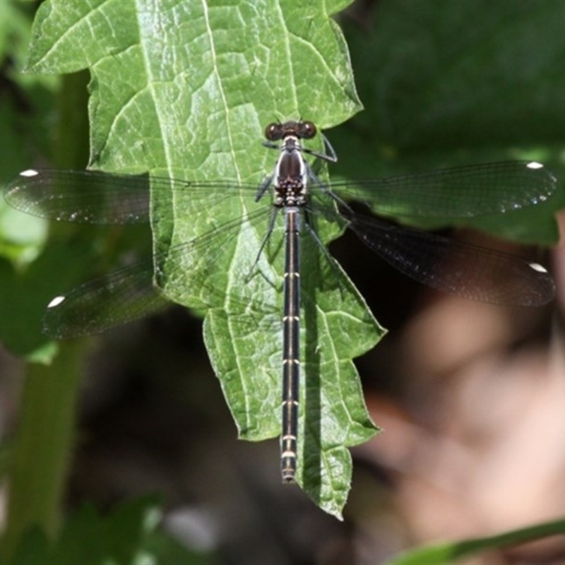 Austroargiolestes calcaris