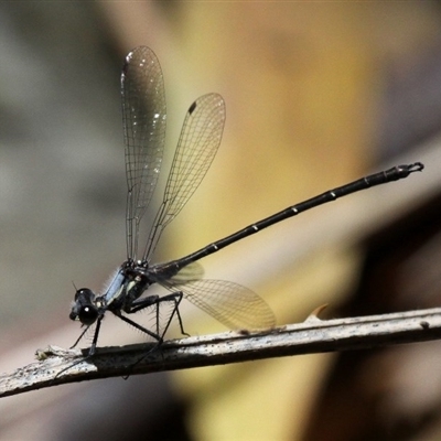 Austroargiolestes calcaris