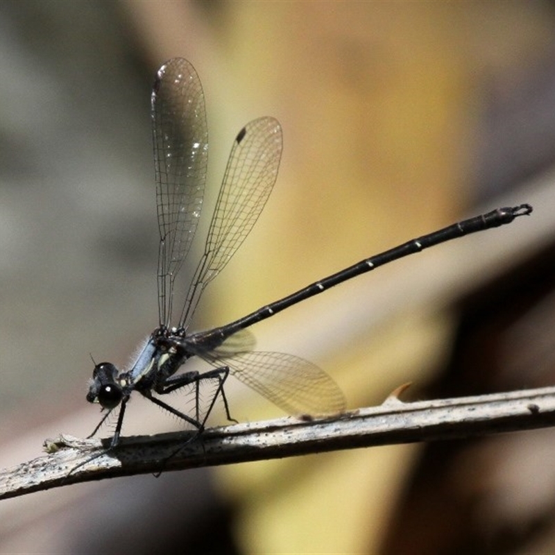 Austroargiolestes calcaris