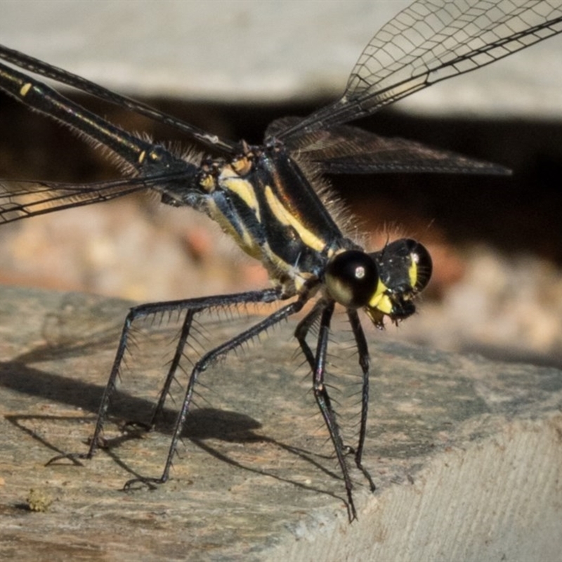 Austroargiolestes icteromelas icteromelas