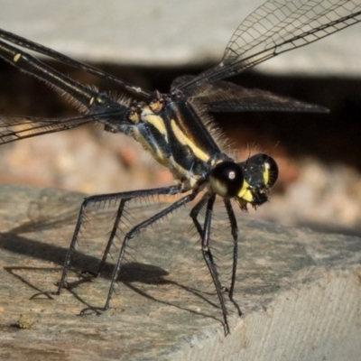 Austroargiolestes icteromelas icteromelas