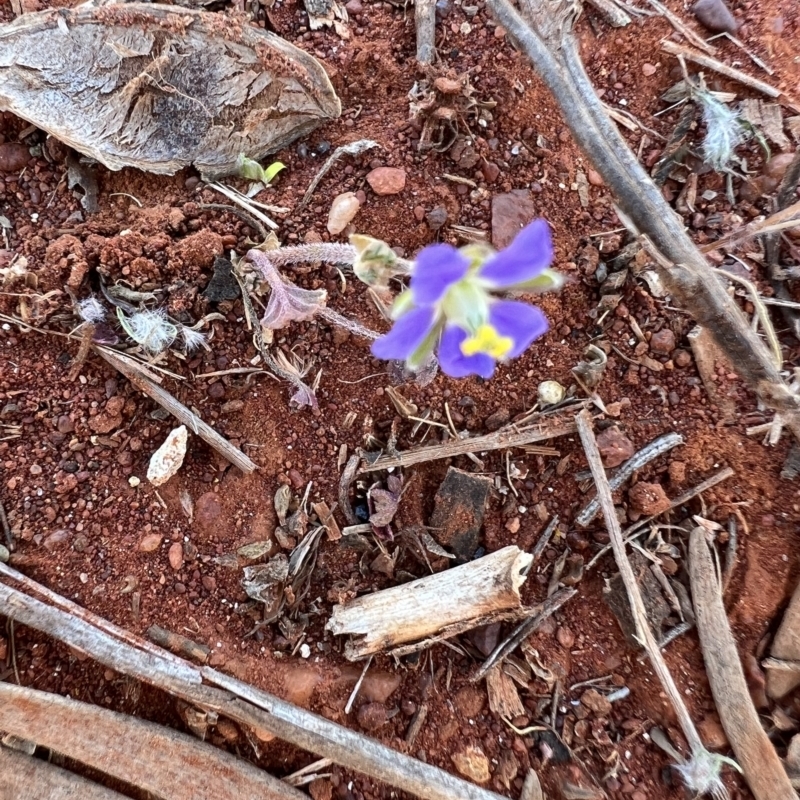 Erodium carolinianum 