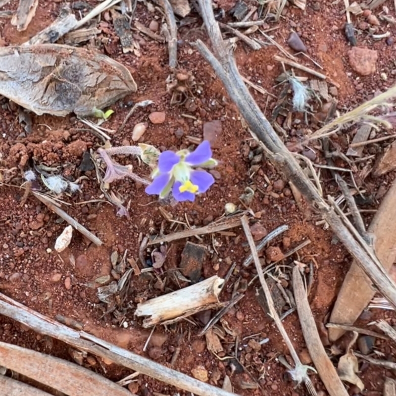 Erodium carolinianum 