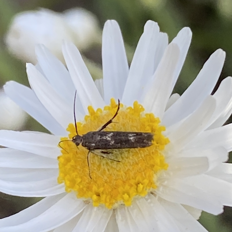 Eretmocera (genus) (Scythrididae family)