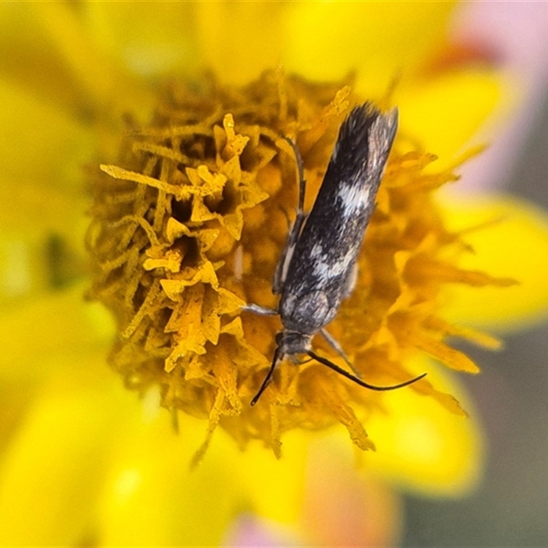 Eretmocera (genus) (Scythrididae family)