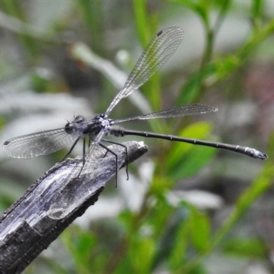 Austroargiolestes sp. (genus)