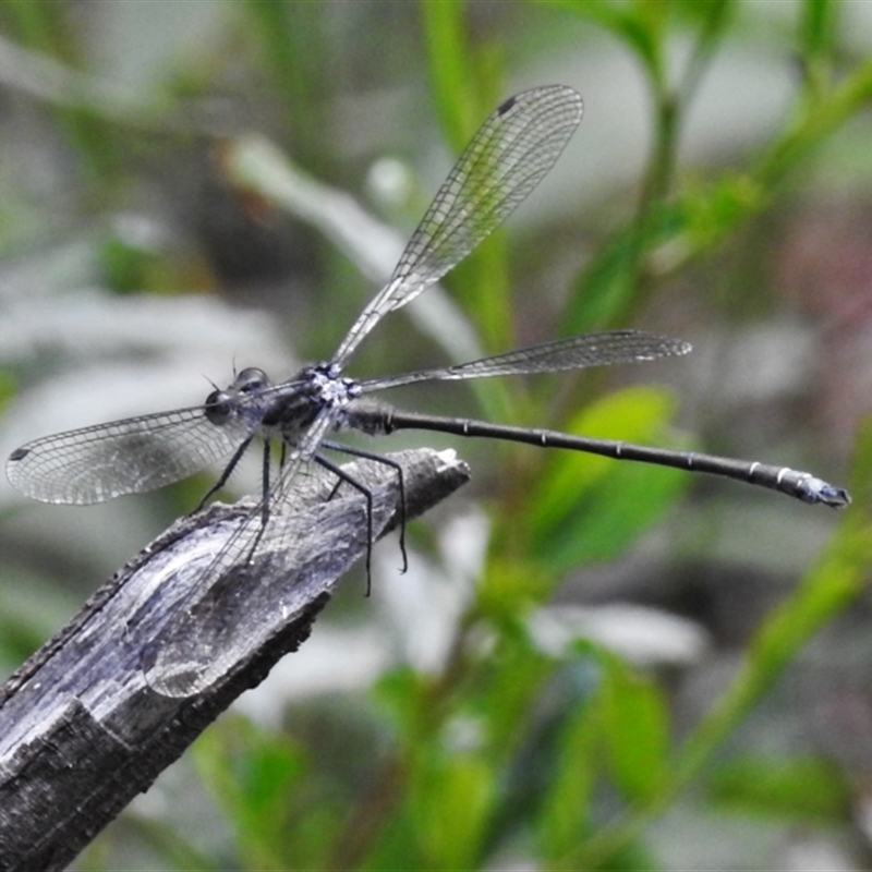 Austroargiolestes sp. (genus)