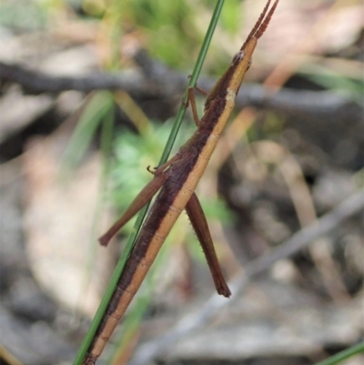 Heide sp. (genus)
