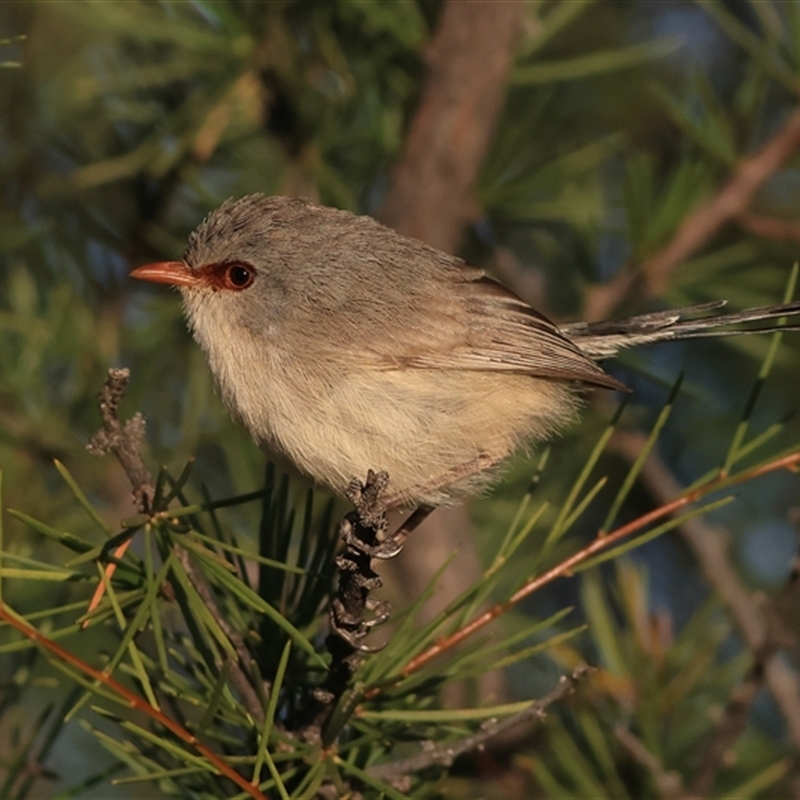 Malurus assimilis