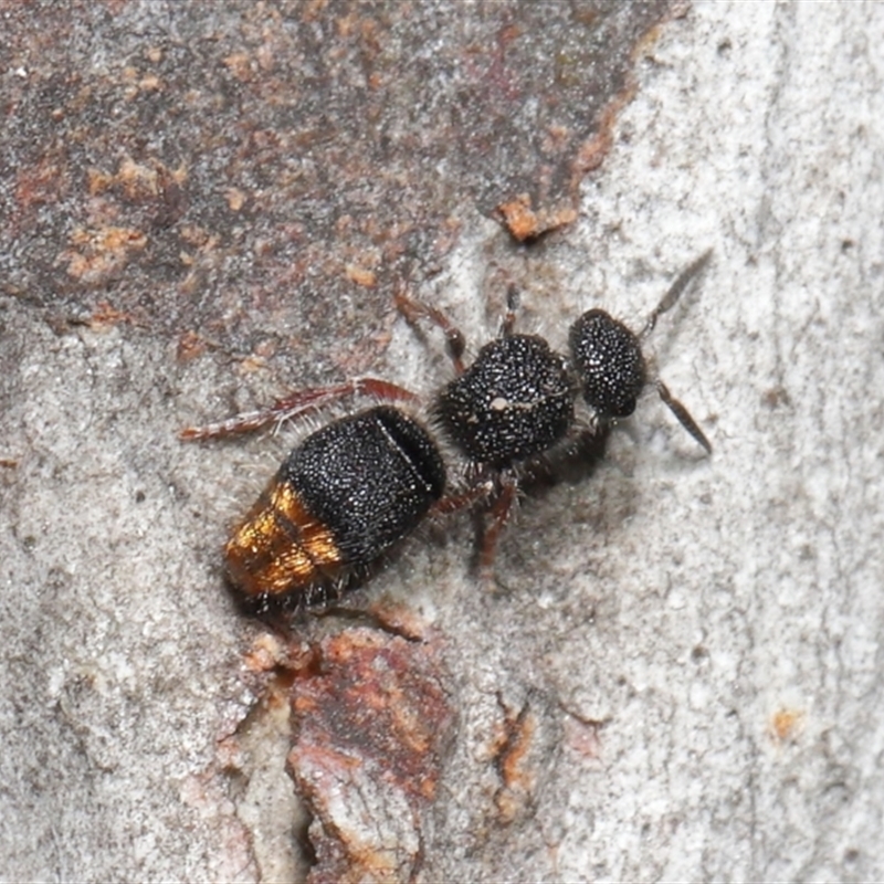 Odontomyrme sp. (genus)