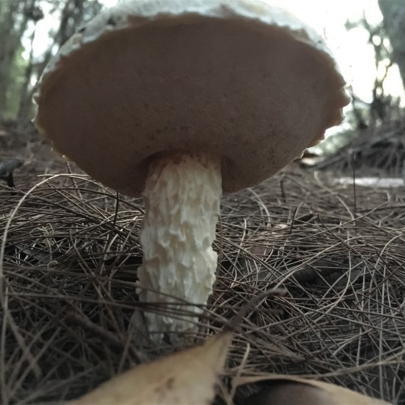 Austroboletus eburneus