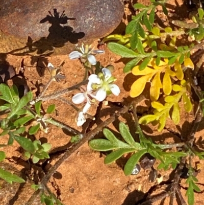 Arabidella eremigena