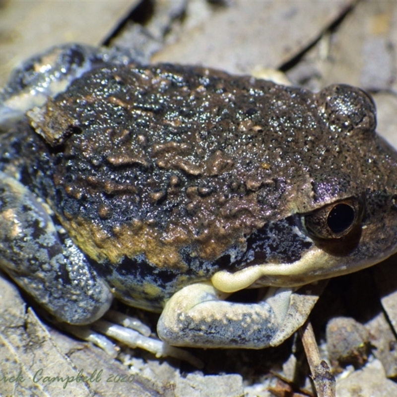 Limnodynastes dumerilii grayi