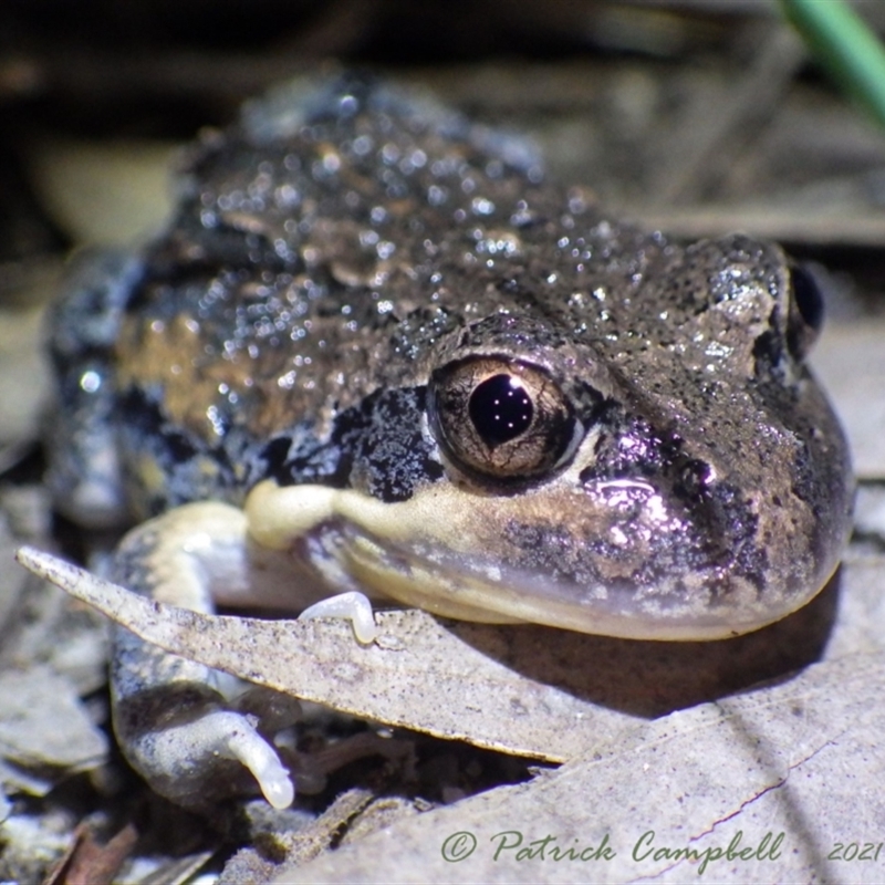 Limnodynastes dumerilii grayi