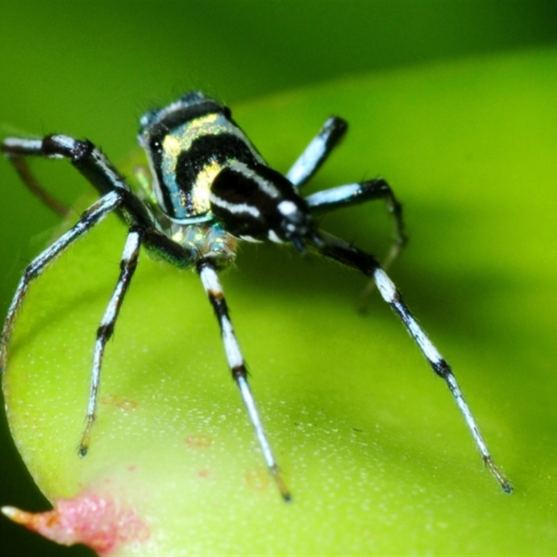 Cosmophasis micarioides