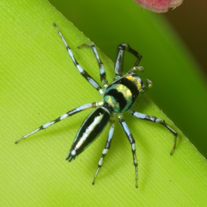 Cosmophasis micarioides