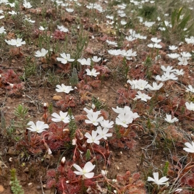 Drosera whittakerii subsp. whittakeri