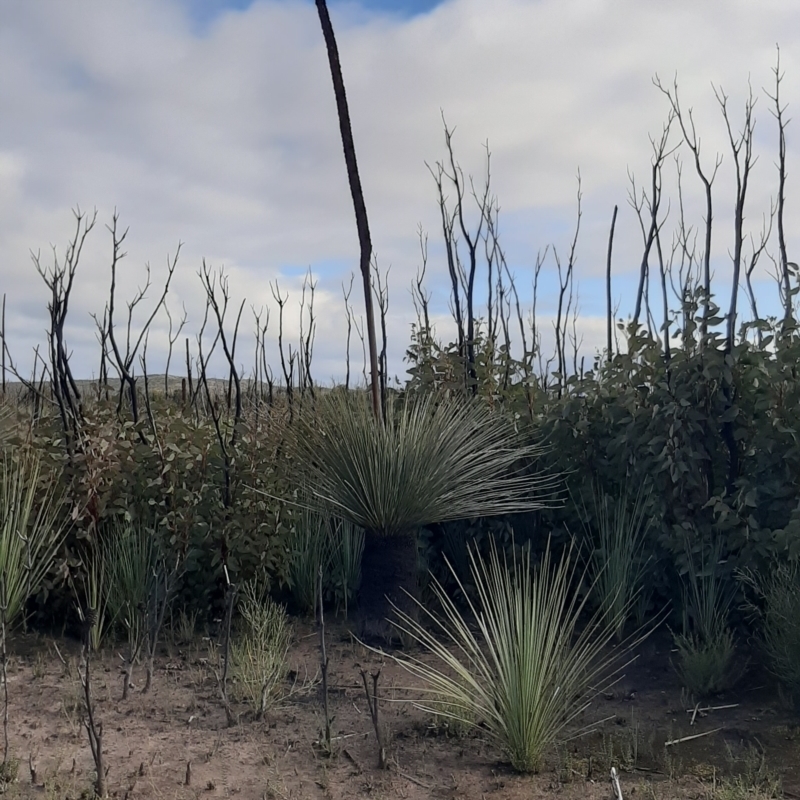 Xanthorrhoea semiplana subsp. tateana