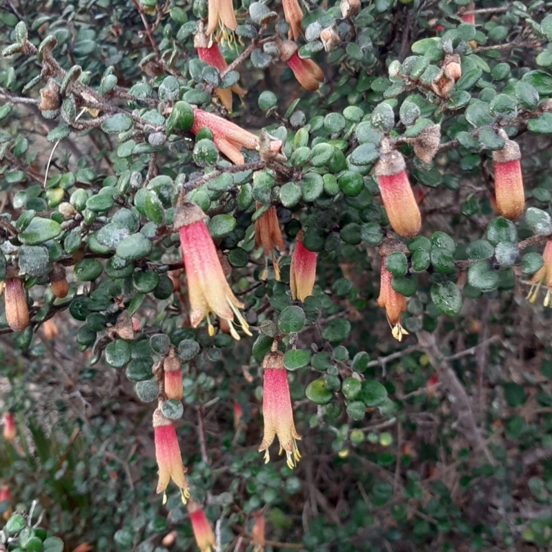 Correa backhouseana var. orbicularis