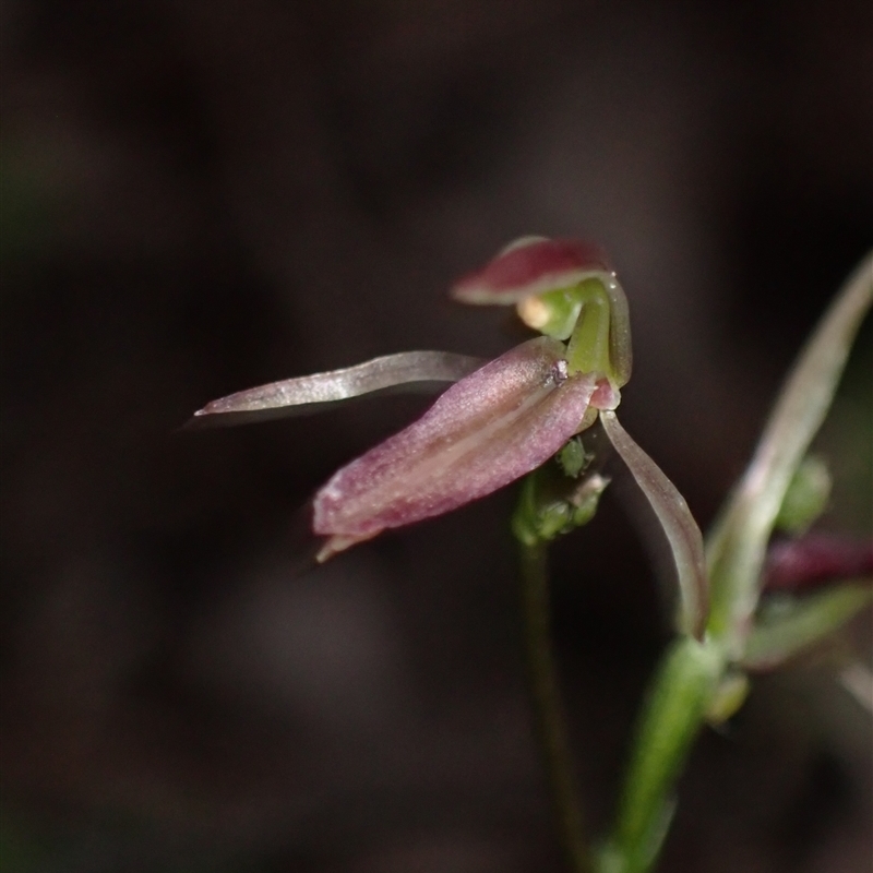 Cyrtostylis robusta