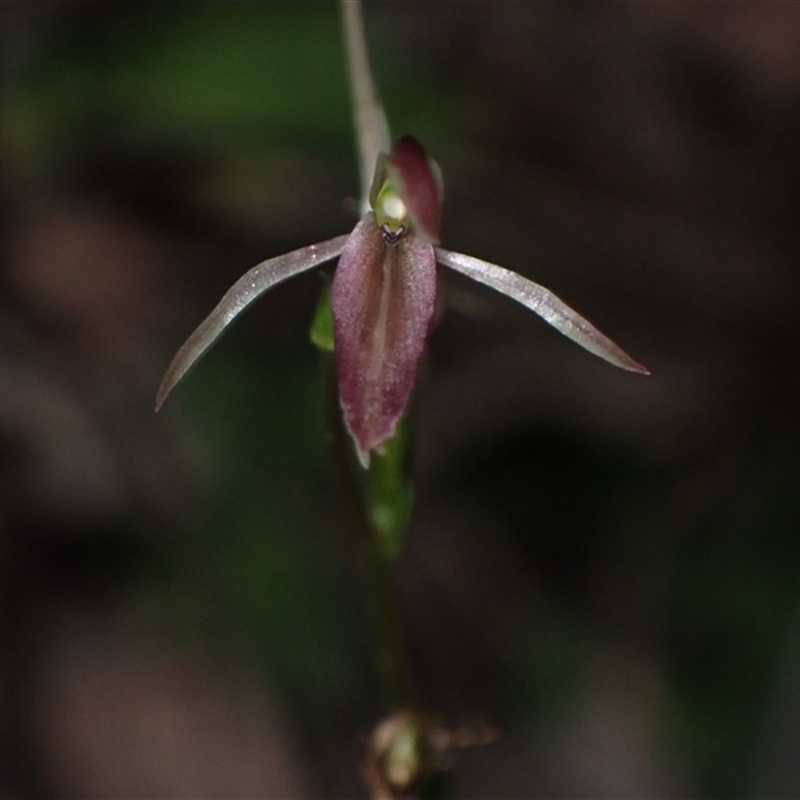 Cyrtostylis robusta