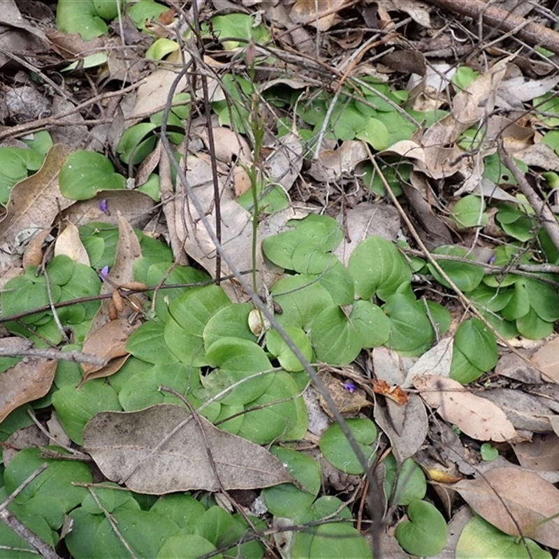 Cyrtostylis robusta