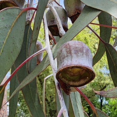 Eucalyptus caesia