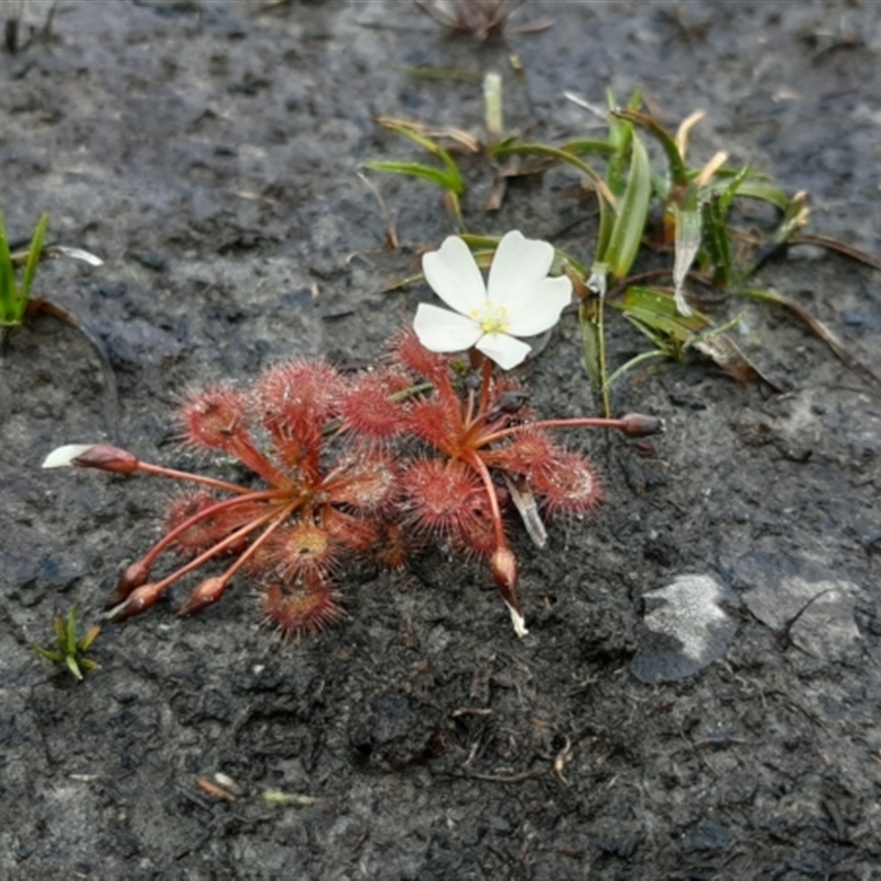 Drosera whittakeri