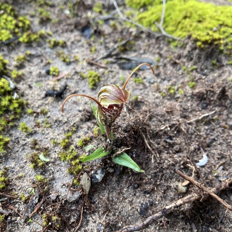 Pterostylis erythroconcha