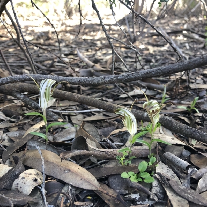 Pterostylis erythroconcha